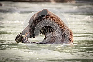 Bear fishing in Chilkoot river near Haines