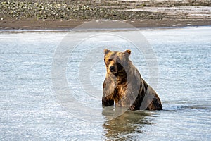 Alaskan coastal brown bear grizzly sits in the water fishing for salmon in Katmai National Park