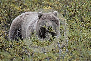 Berry Foraging Bear