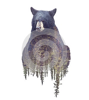 Bear and Forest. Watercolor Double Exposure effect