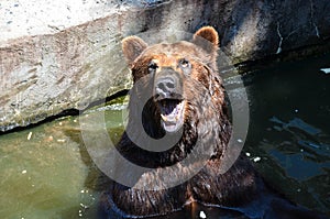 Bear photo