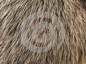 Bear Fur Texture