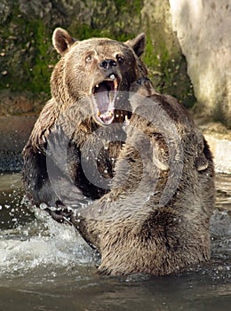Medvěd hra 