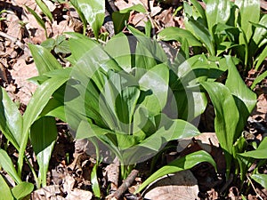 Bear garlic plant