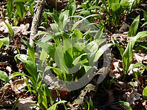 Bear garlic plant