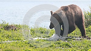 Bear gnaw water hose