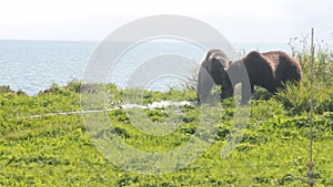 Bear gnaw water hose