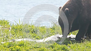 Bear gnaw water hose