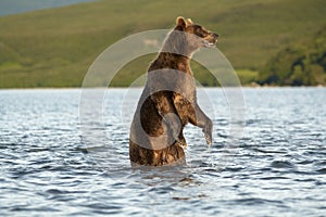 The bear goes on water.