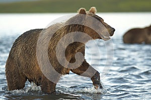The bear goes on water.