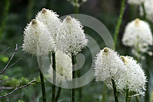 Bear Grass Flowers - Xerophyllum tenax