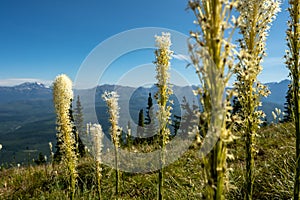 Bear Grass On Huckleberry Mountain Looking Back Toward Glacier