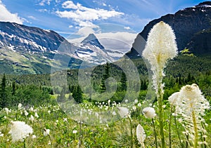 Bear grass on the mountain at Glacier national park 2
