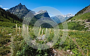 Bear Grass with Mt. Oberlin in the background Glacier National Park, Montana photo