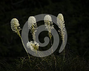 Bear Grass in the Shadows