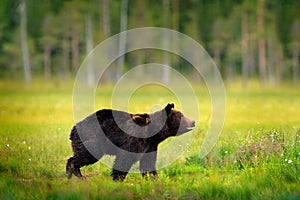 Bear on the green meadow near the forest. Autumn trees with bear, face portrait. Beautiful brown bear walking around lake, fall