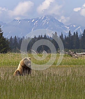 Bear grizzly cub high alpine mountains