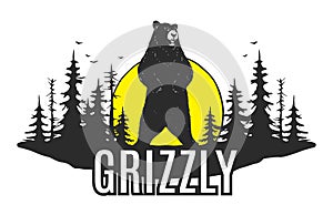 bear grizzly in the forest