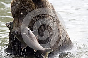 The bear has fished