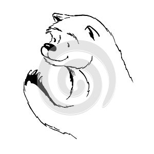 bear head and paw. vector onk sketch