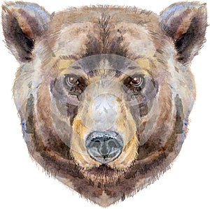 Bear head. Watercolor bear painting illustration isolated on white background