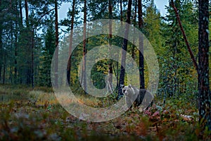 Bear hidden in dark forest. Autumn trees with bear. Beautiful brown bear walking around lake with fall colours. Dangerous animal i