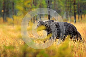 Bear hidden in orange red forest. Autumn trees with bear. Beautiful brown bear walking around lake with fall colours. Dangerous an