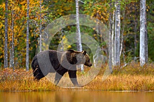 Bear hidden in orange red forest. Autumn trees with bear. Beautiful brown bear walking around lake with fall colours. Dangerous