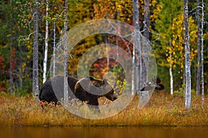 Medvěd ukrytý v oranžově červeném lese. Podzimní stromy s medvědem. Krásný medvěd hnědý chodí kolem jezera s podzimními barvami. Nebezpečný