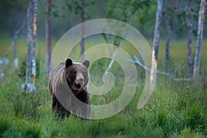 Bear hidden in summer forest. Autumn trees with bear. Beautiful brown bear walking around lake, fall colours. Big danger animal in