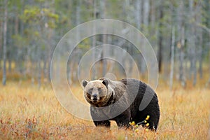 Bear hidden walking yellow forest. Autumn trees with bear. Beautiful brown bear walking around lake with fall colours. Dangerous a