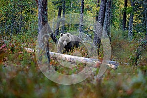 Bear hidden in yellow forest. Autumn trees with bear. Beautiful brown bear walking around lake with fall colours. Dangerous animal
