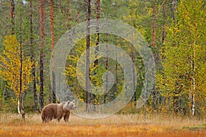 Bear hidden in yellow forest. Autumn trees with bear. Beautiful brown bear walking around lake, fall colours. Big danger animal in