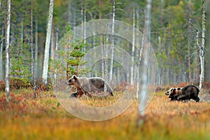 Bear hidden in yellow forest. Autumn trees with bear. Beautiful brown bear walking around lake, fall colours. Big danger animal in