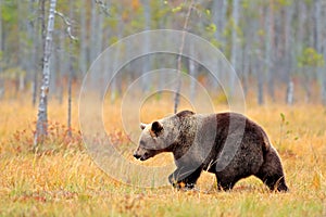 Bear hidden in yellow forest. Autumn trees with bear. Beautiful brown bear walking around lake, fall colours. Big danger animal in