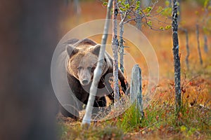 Bear hidden in yellow forest. Autumn trees with bear. Beautiful brown bear walking around lake, fall colours. Big danger animal in