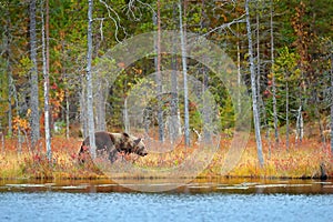 Bear hidden in yellow forest. Autumn trees with bear. Beautiful brown bear walking around lake, fall colours. Big danger animal in