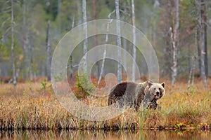 Medvěd ukrytý ve žlutém lese. Podzimní stromy s medvědem. Krásný medvěd hnědý chodí kolem jezera, podzimní barvy. Velké nebezpečné zvíře v