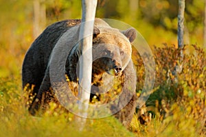 Bear hidden in yellow forest. Autumn trees with bear. Beautiful brown bear walking around lake with fall colours. Dangerous animal