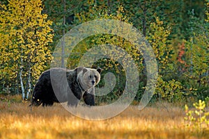 Bear hidden in yellow forest. Autumn trees with bear. Beautiful brown bear walking around lake with fall colours. Dangerous animal