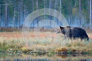 Medveď ukrytý v žltom lese. Jesenné stromy s medveďom. Krásny hnedý medveď kráčajúci okolo jazera s jesennými farbami. Nebezpečné zviera