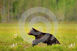 Bear hidden in yellow forest. Autumn trees with bear, face portrait. Beautiful brown bear walking around lake, fall colours,