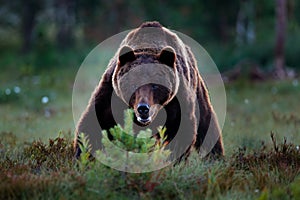 Bear hidden in yellow forest. Autumn trees with bear, face portrait. Beautiful brown bear walking around lake, fall colours,