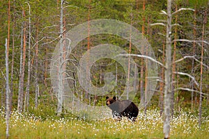 Bear hidden in yellow forest. Autumn trees with bear, face portrait. Beautiful brown bear walking around lake, fall colours,