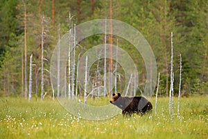 Bear hidden in yellow forest. Autumn trees with bear, face portrait. Beautiful brown bear walking around lake, fall colours,