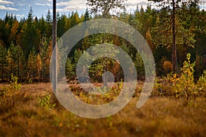 Bear hidden in yellow forest. Autumn trees with bear, face portrait. Beautiful brown bear walking around lake, fall colours,