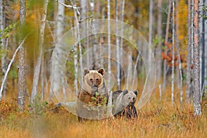 Medvěd ukrytý ve žlutém lese. Podzimní stromy s medvědem, zrcadlový odraz. Krásný medvěd hnědý procházky kolem jezera, podzimní barvy