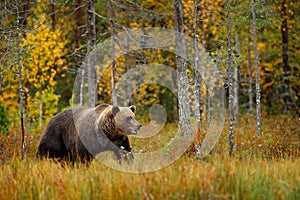 Medveď ukrytý v žltom lese. Jesenné stromy s medveďom. Krásny hnedý medveď kráčajúci okolo jazera, jesenné farby. Veľké nebezpečné zviera v