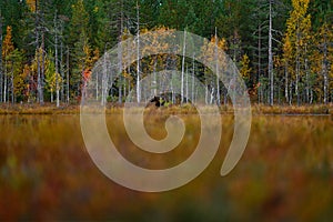 Bear hidden in yellow forest. Autumn trees with bear, face portrait. Beautiful brown bear walking around lake, fall colours,