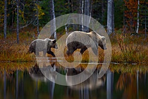 Bear hidden in yellow forest. Autumn trees with bear, face portrait. Beautiful brown bear walking around lake, fall colours,